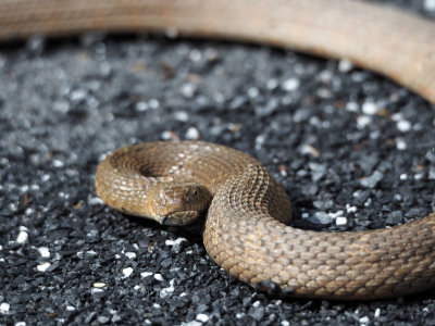 Unidentified snake on the trail