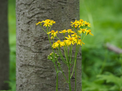 Ragwort, I think
