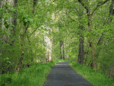 Fresh green color