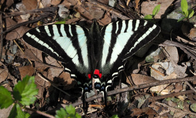 The zebra swallowtail on the trail