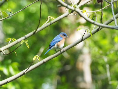 The bluebird