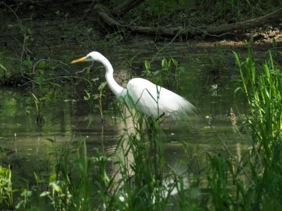 The egret