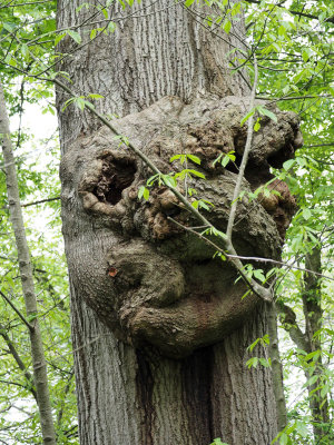 The knot in the tree trunk