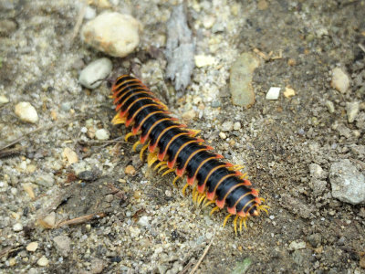 Millipede on the trail