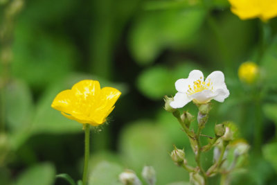 Buttercup and Rosa Multiflora