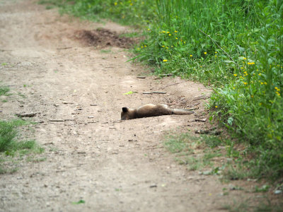 Dead animal on the trail