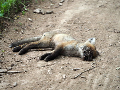 The dead baby fox