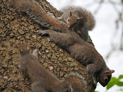 Three squirrels