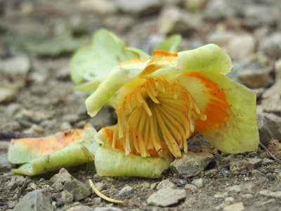 Fallen flower on the trail