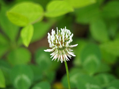 White clover flower, I think