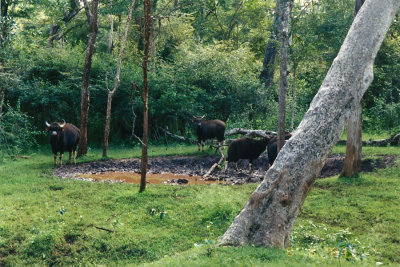 Gaur (Indian Bison) at waterhole in Nagarhole National Park