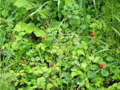 Wild strawberries and Gill Over the Ground
