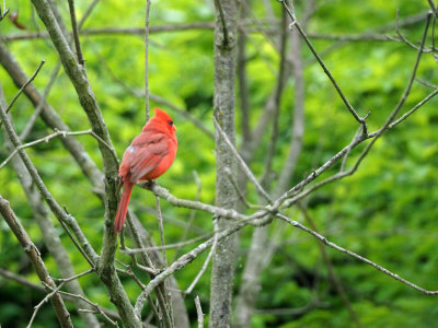 The shy cardinal