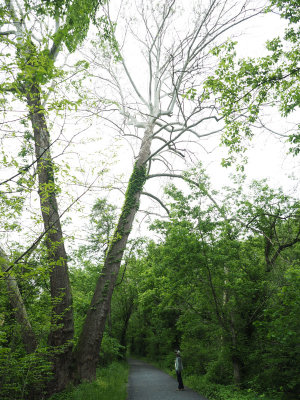 The massive sycamore tree