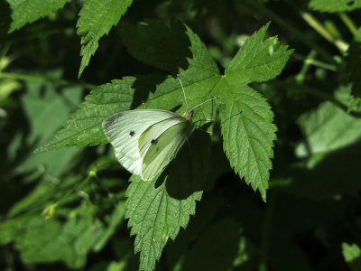 The cabbage white butterfly
