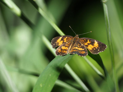 Sivery Checkerspot
