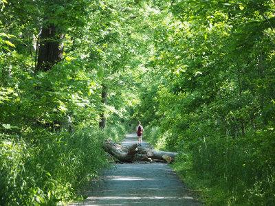 May 31st - The fallen tree near Whites Ferry