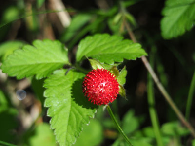 Wild strawberry or mock strawberry?