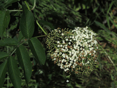 Wild flowers by the trail