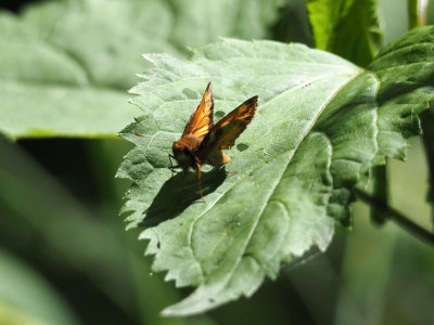 A Skipper butterfly, I think