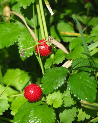 Mock or wild strawberry