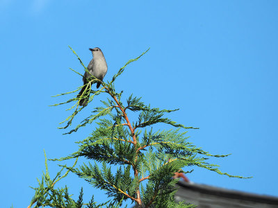 During a walk in our neighborhood