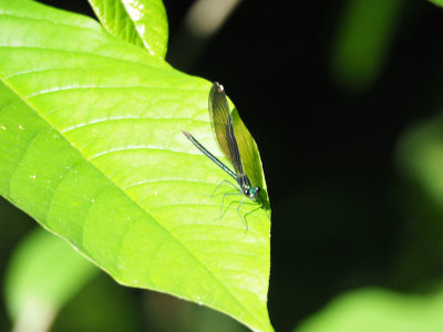 The damselfly