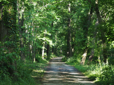 Light through the trees