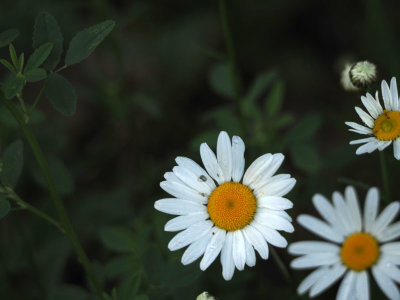Daisy growing wild in our neighborhood