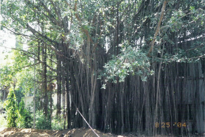 IIT Madras - banyan tree