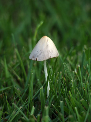 One mushroom on the lawn