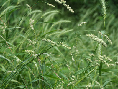 Grass by the trail