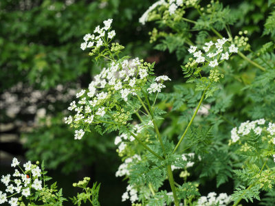 Poison Hemlock or Sweet Cicily or Queen Anne Lace?