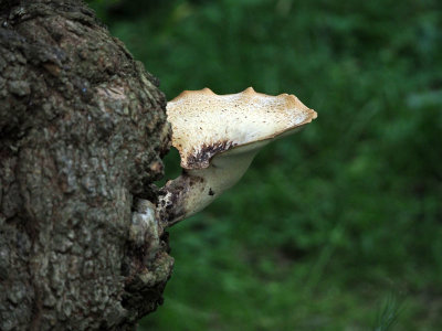 The mushroom beside the trail