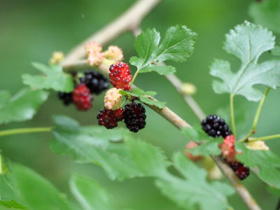 Blackberries