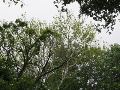 One of the towering Sycamore trees by the trail