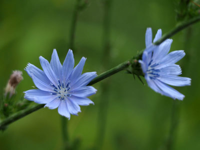 Chicory flowers by the trail