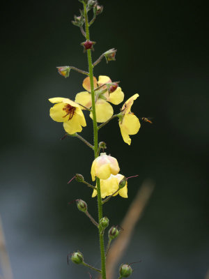 Yellow Moth Mullein by the trail