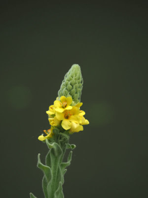 The Common Mullein beside the trail