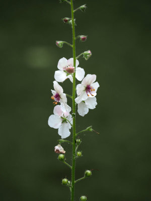 White Moth Mullein flowers by the trail