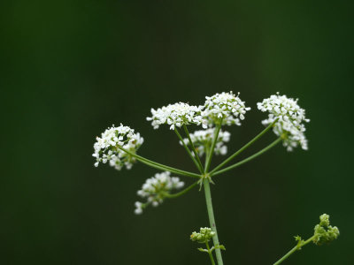 Probably Queen Anne Lace