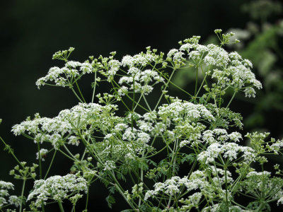 Queen Anne Lace, I think