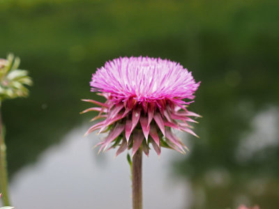 Thistle