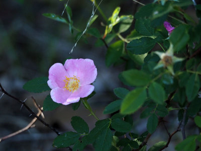 Rosa Virginia in our neighborhood