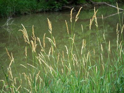 Wild grass beside the canal