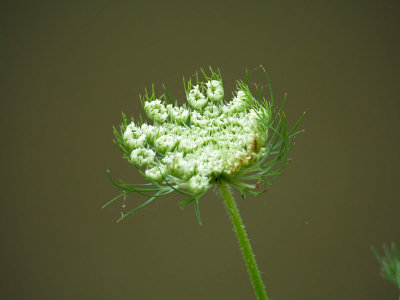 Formation of a seed head