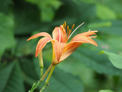 Daylily beside the trail