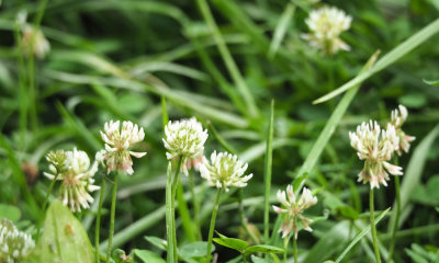 White clover beside the trail