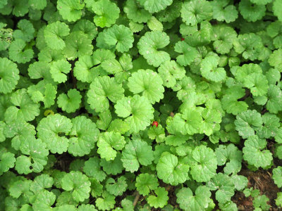 Ground cover beside the trail