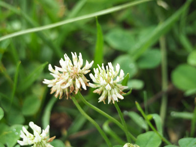 White clover beside the trail